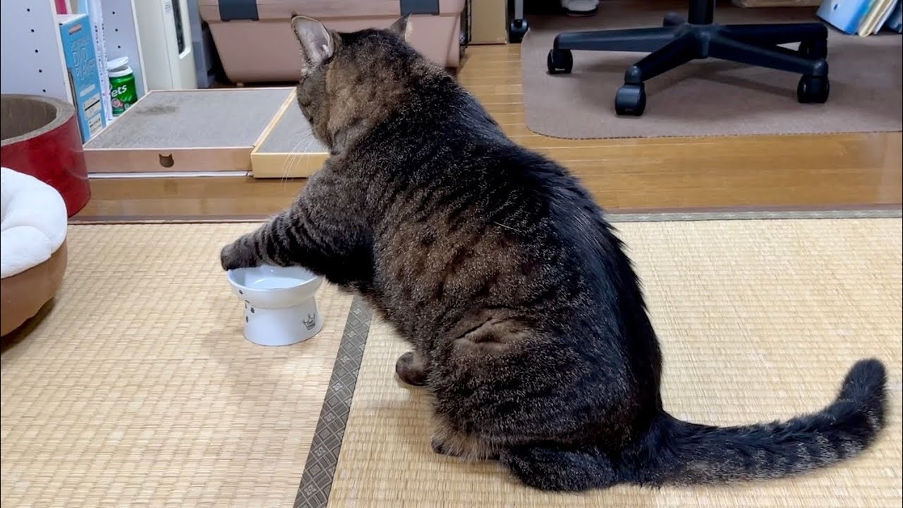 ごはんください