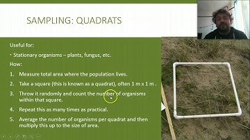 Unlocking the Secrets of Ecology: Mastering Sampling Techniques! 🌿🔍 | IB & AP Biology