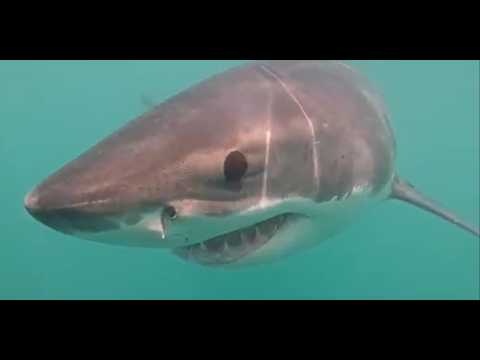 Scientists get amazing great white shark footage off Rhode Island coast