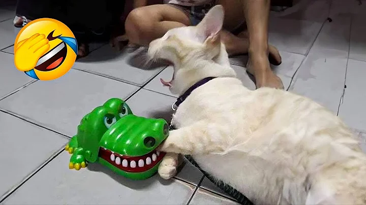 Watch the video about Funny cat video2025. cat videos