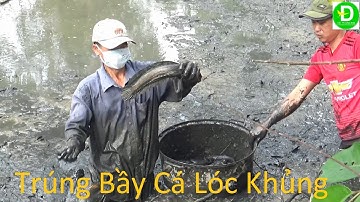 570  Tát Mương Bắt Cá Ăn Tết - Cá Lóc Khủng - Cá Nướng Tại Chổ ( P2 )| Đất Phương Nam