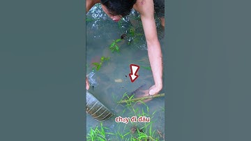 Fishing, Bắt cá đỉnh Cao #fishing #caucagiaitri #fish #batca