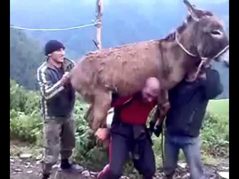 ვირო და კახელი