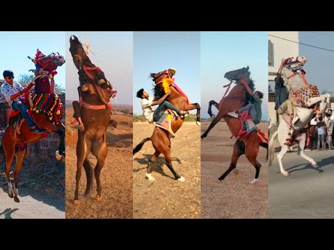 horse tiktok videos