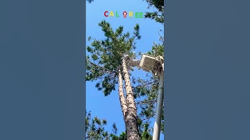 John Tops Trees | #shorts #trees #treework