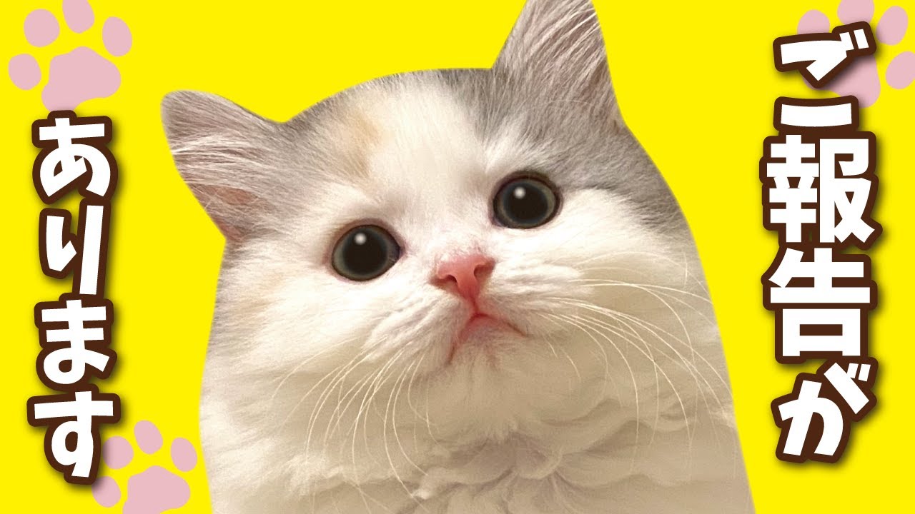 We have an announcement to make to everyone [Cat speaking in