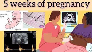 Five Weeks Of Pregnancy | Five Weeks Pregnancy Symptoms | 5 Weeks Pregnant | Pregnancy Week By Week