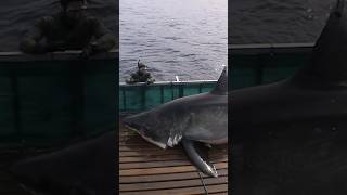 OCEARCH HAS A SHARK TRACKER  #fishing #shark #greatwhiteshark #fish