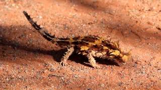 Thorny Devil