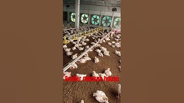 Broiler chicken house|ec poultry farm|poultry farm business#shorts#farming#karanpoultryfarm#viral