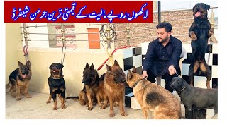 German shepherd  & Rottweiler | Dog Breeding Kennel in Punjab Multan Pakistan 2024