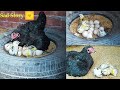 Only 4 chicks hatched Out of 15 eggs And Hen became To SAD ||  Hen hatched eggs IN Tyre