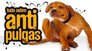Como acabar com as pulgas e carrapatos em gatos e cachorros
