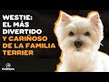 🐶WEST HIGHLAND WHITE TERRIER (WESTIE): 9 COSAS que debes saber