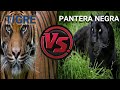 pantera negra vs tigre quien gana