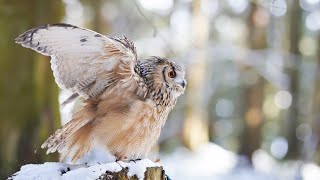 Snow and owl by GEN3 OWL CHANNEL 54,280 views 3 years ago 5 minutes, 2 seconds