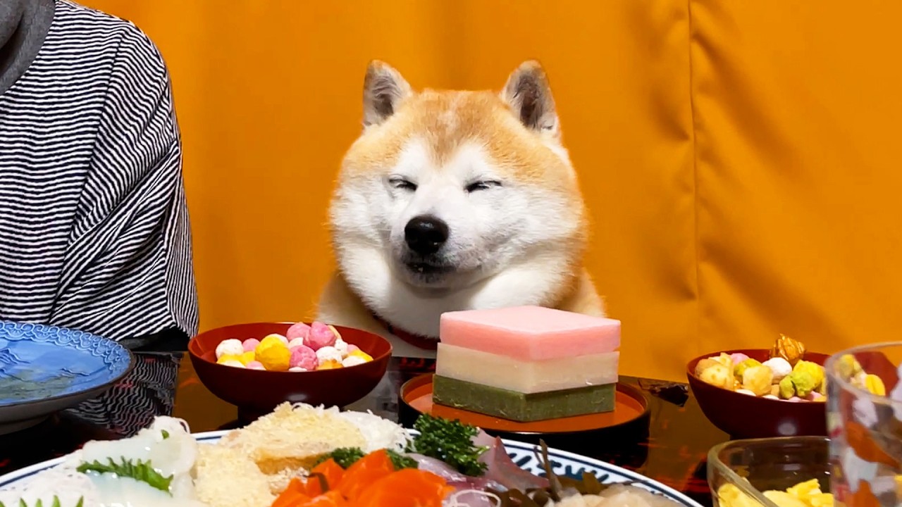 On the Girls' Festival,Shibe boy takes the center seat and is confused by the unexpected celebration