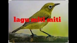 Miti miti lagu nias || Ciptaan Anumerta Dakhi