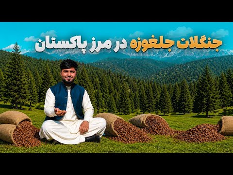 Village to Village - Journey to the Dense Pine Nut Forests on the Afghanistan-Pakistan Border