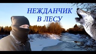 ✅Прогулка По Зимнему Лесу. Вой В Лесу.