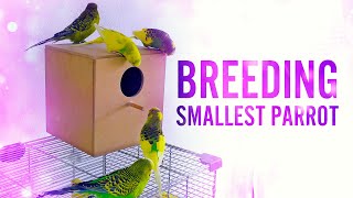 Reasons Why You should NOT BREED BUDGIES!