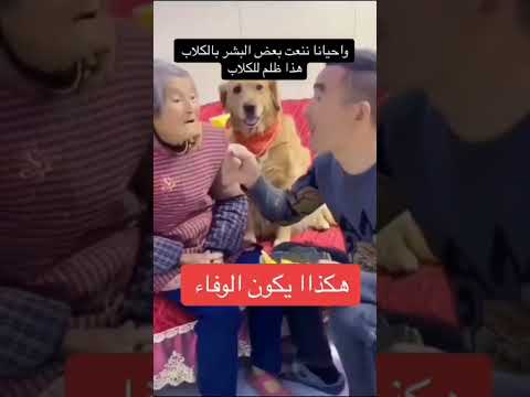 هكذا يكون وفاء الكلاب