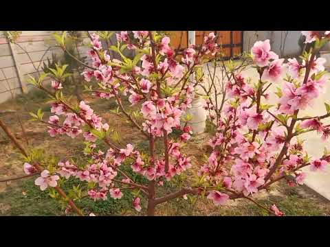 Peach tree full bloom | peach tree flowers | Nectarine tree flowers 2023