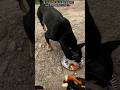 Hungry Dog Just Wanted Food… I Couldn’t Ignore Him |  🐕❤️ | #shorts #shortsfeed #trending #dog #fyp