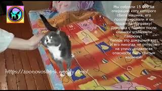 Кот благодарит всех кто его спас после ДТП Чудесное спасение Гаврюши Кот благодарит всех кто его спас после ДТП Чудесное спасение Гаврюши