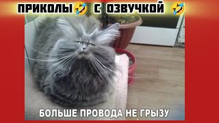 не грызу смотри смешные картинки мемы котики приколы с озвучкой 🤣