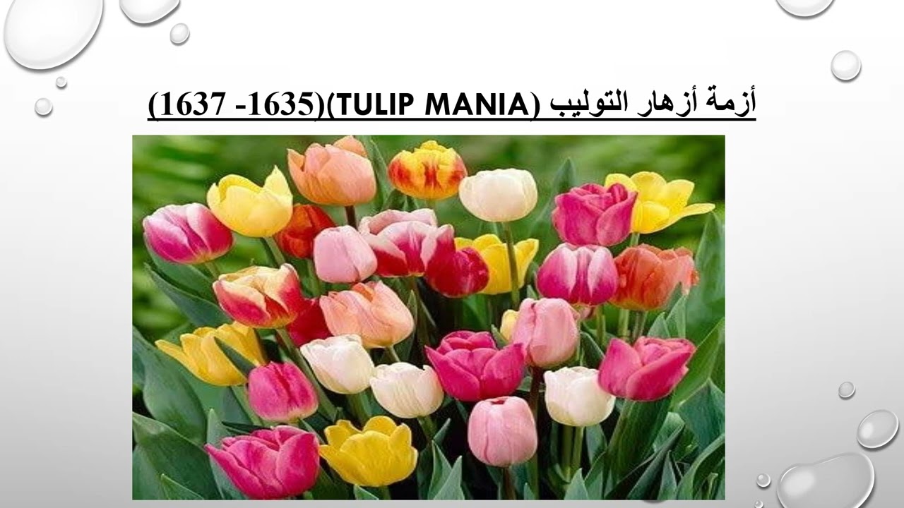 أسباب أزمة أزهار التوليب ونتائجها
