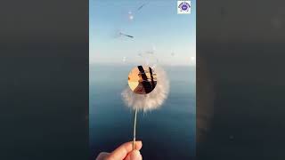 Nurullah Genç L Söyle Bana Hindiba