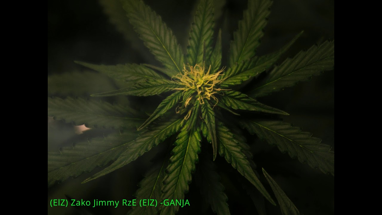 Watch (ELZ) Żako JimmY RzE (ELZ) - GANJA on YouTube Watch (ELZ) Żako JimmY RzE (ELZ) - GANJA on YouTube