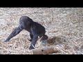 Baby gorilla Sumomo walking to her mother Momoko | Gorilla Haoko Family