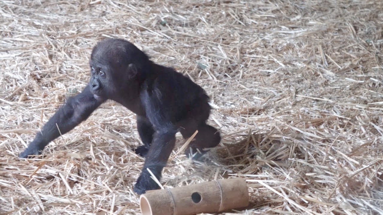 Baby gorilla Sumomo walking to her mother Momoko Gorilla Haoko Family