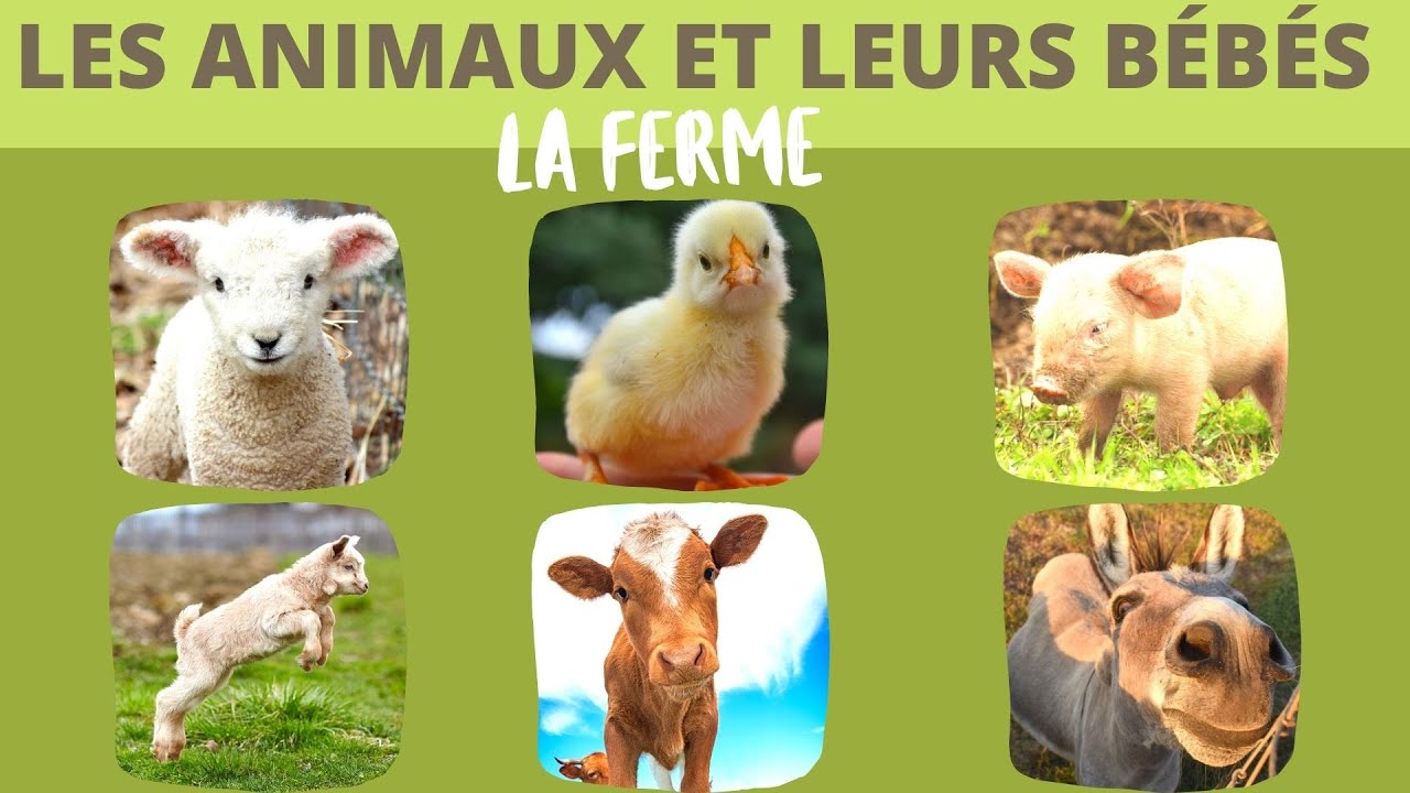 Les animaux de la ferme et leurs bébés 