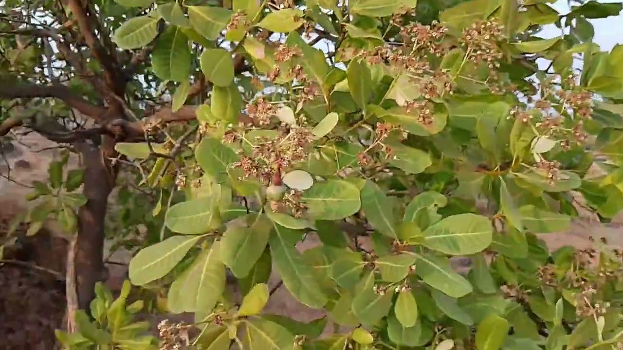 Ratnagiri cashew nut 