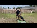 Showline german shepherd vs working line german shepherd