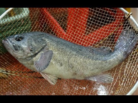 [4K]수율은 낮아도 맛은 최고 우럭 회뜨기_Black rockfish <strong>Fillet</strong>, sashimi_Korean Seafood