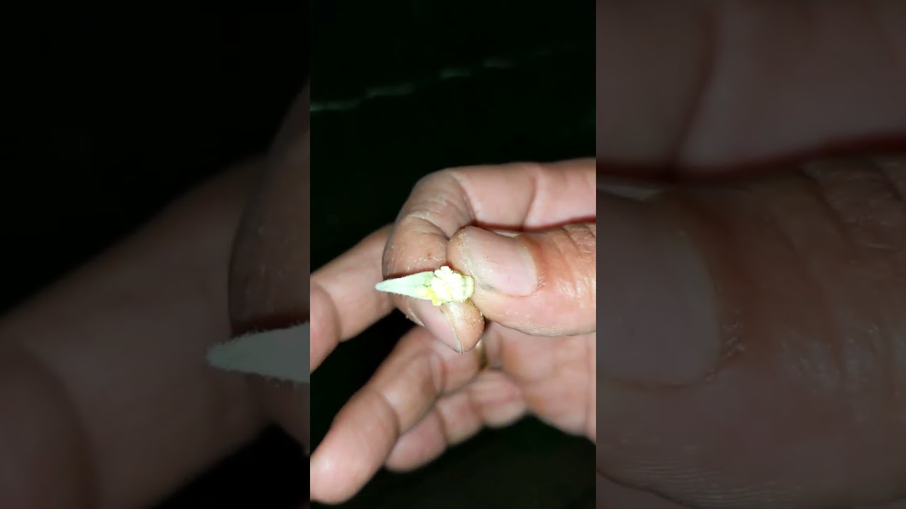 HOW TO DO MANUAL POLLINATION PART 3 - RIDGE GOURD. SECRETS OF FARMING.