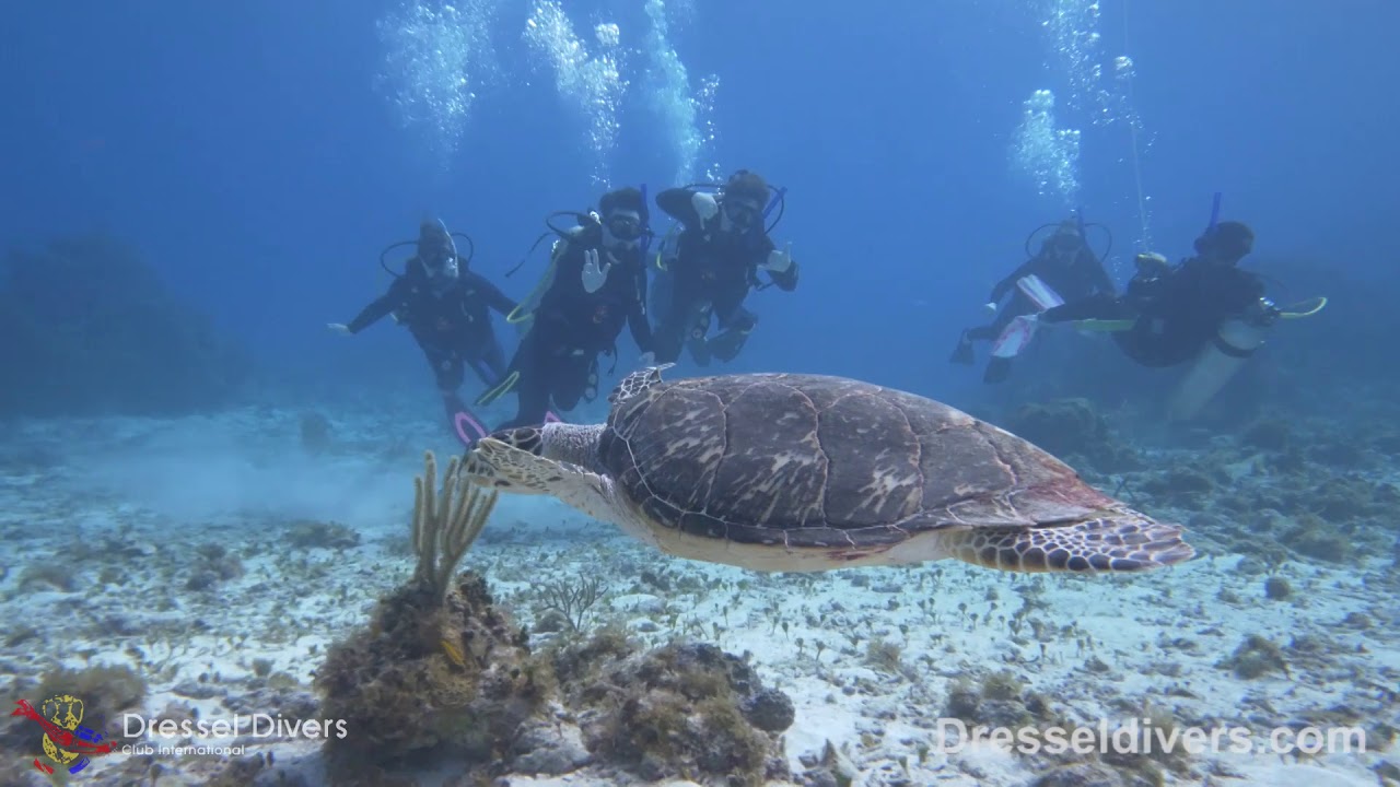 Dressel Divers Scuba Diving in Cozumel (First Week of 2019) YouTube