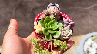 Minhas miniaturas em latas atualização após o plantio