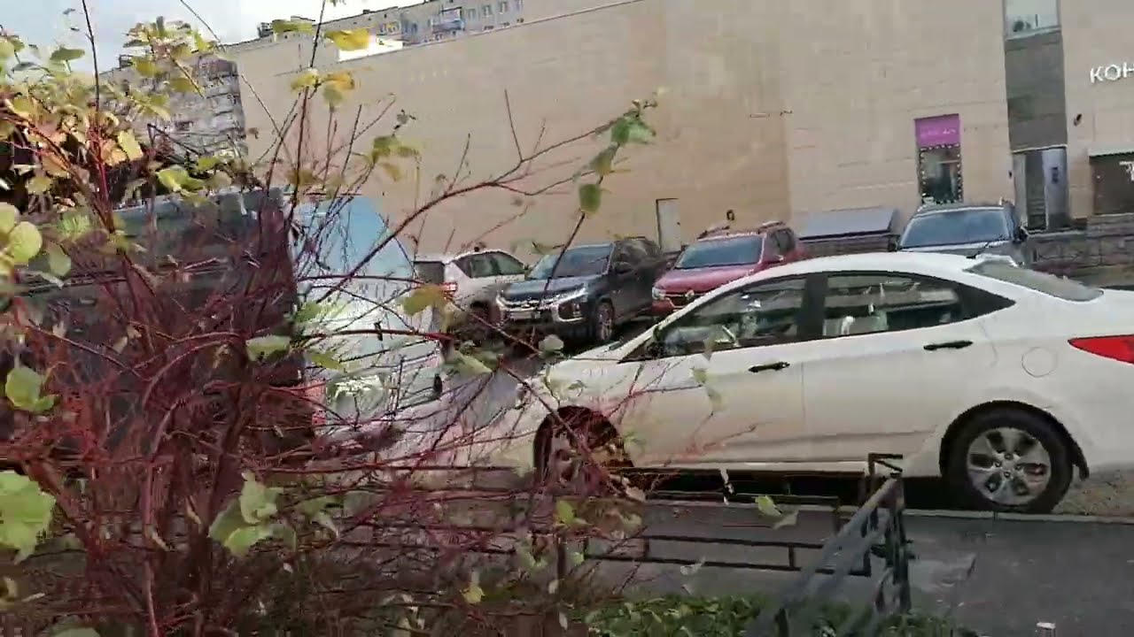 Дерен кроваво-красный (Cornus sanguinea)