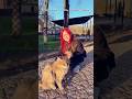 Жалко кота его бросили😢Мой клип⬆️ #shorts #юмор #ladymilana #моякошка @LadyKristina-w5k