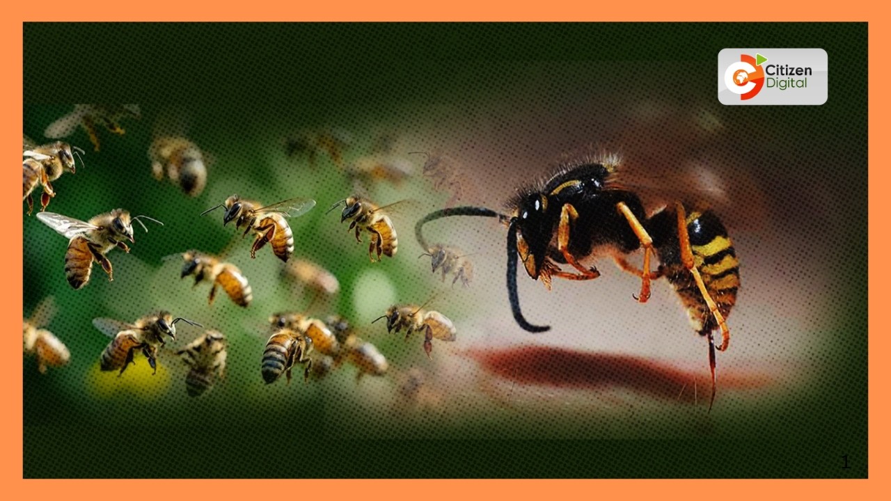 Mtu mmoja auwawa, wengine 10+ wakijeruhiwa baada ya kushambuliwa na nyuki Loikas, Samburu