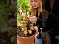 ¡Cosecha SIN TIERRA! 🥬 Aprende Hidroponía desde cero #shorts #hidroponía