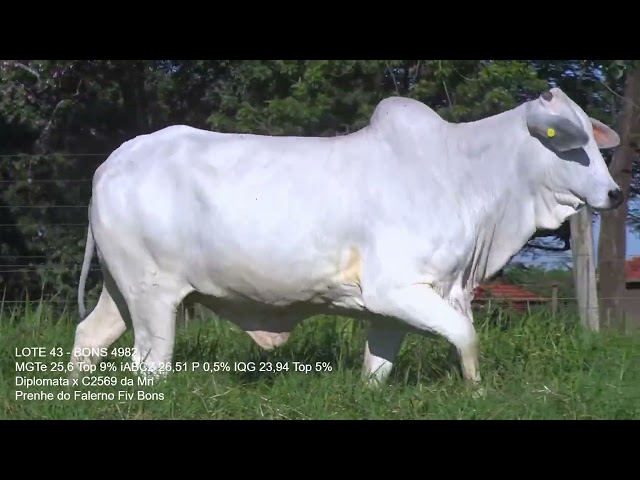 lote 43   bonn 4982