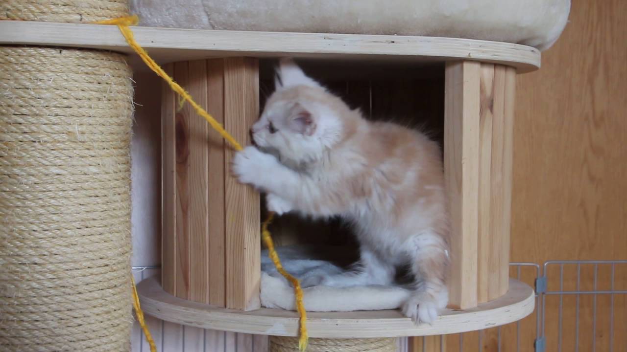 Blacksalt Maine Coon Cats Enja Auf Dem Kratzbaum 31016