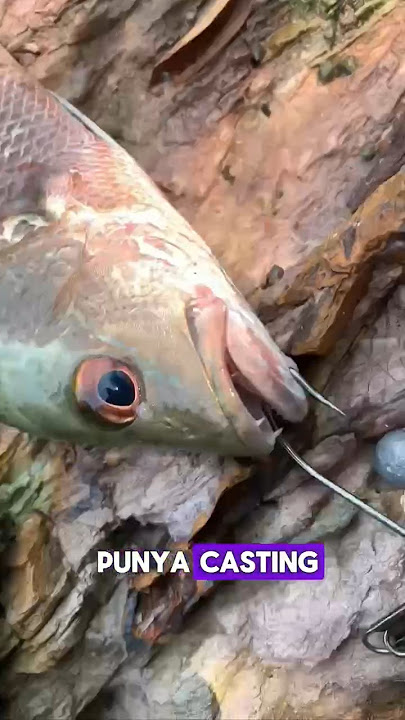 Trip Last Minit P.Aman😳 #mancing #castingsiakap #kakipancing