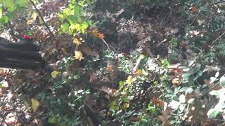 Bursa Usta Domuz Avcilari